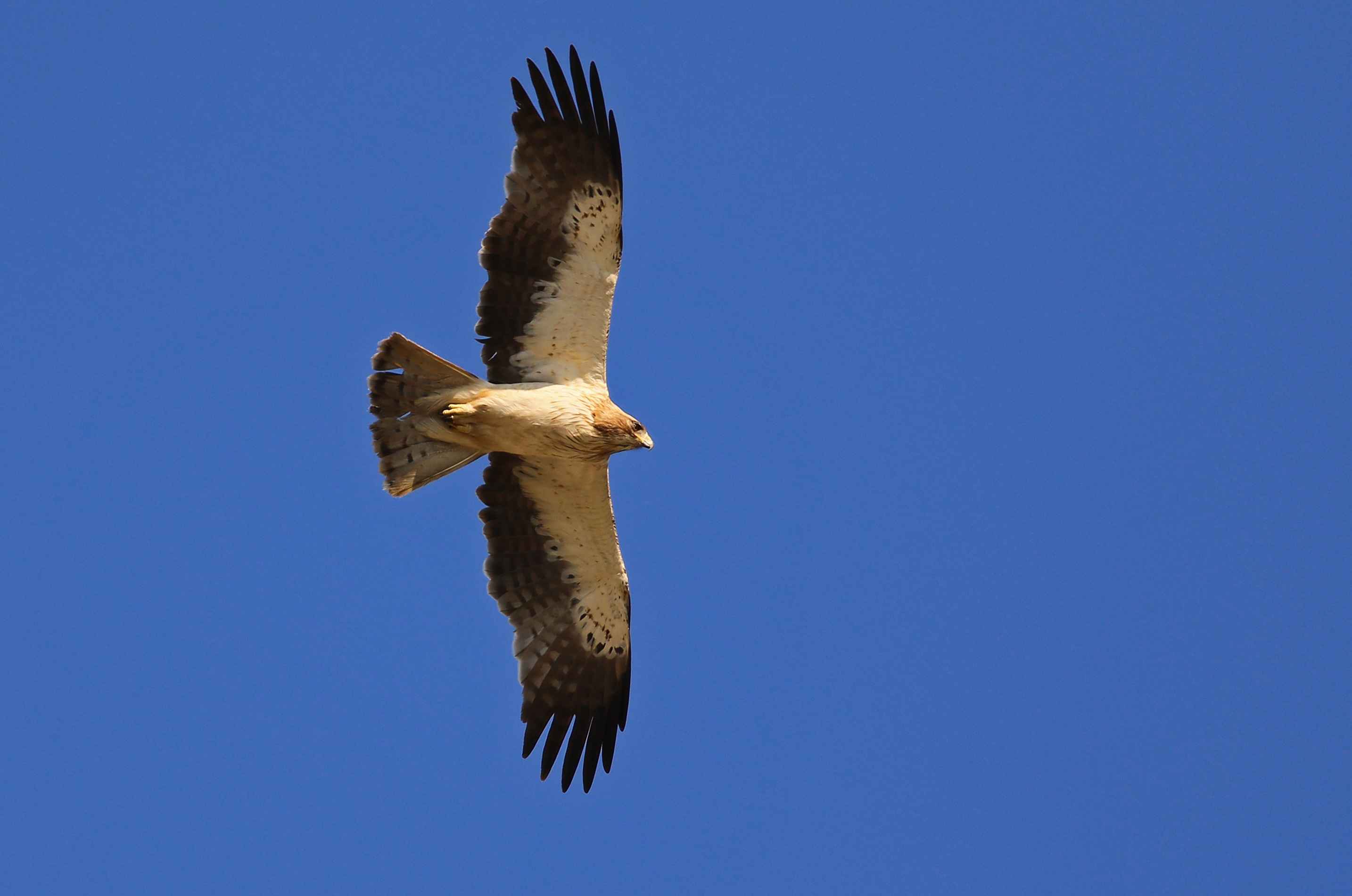 Booted Eagle